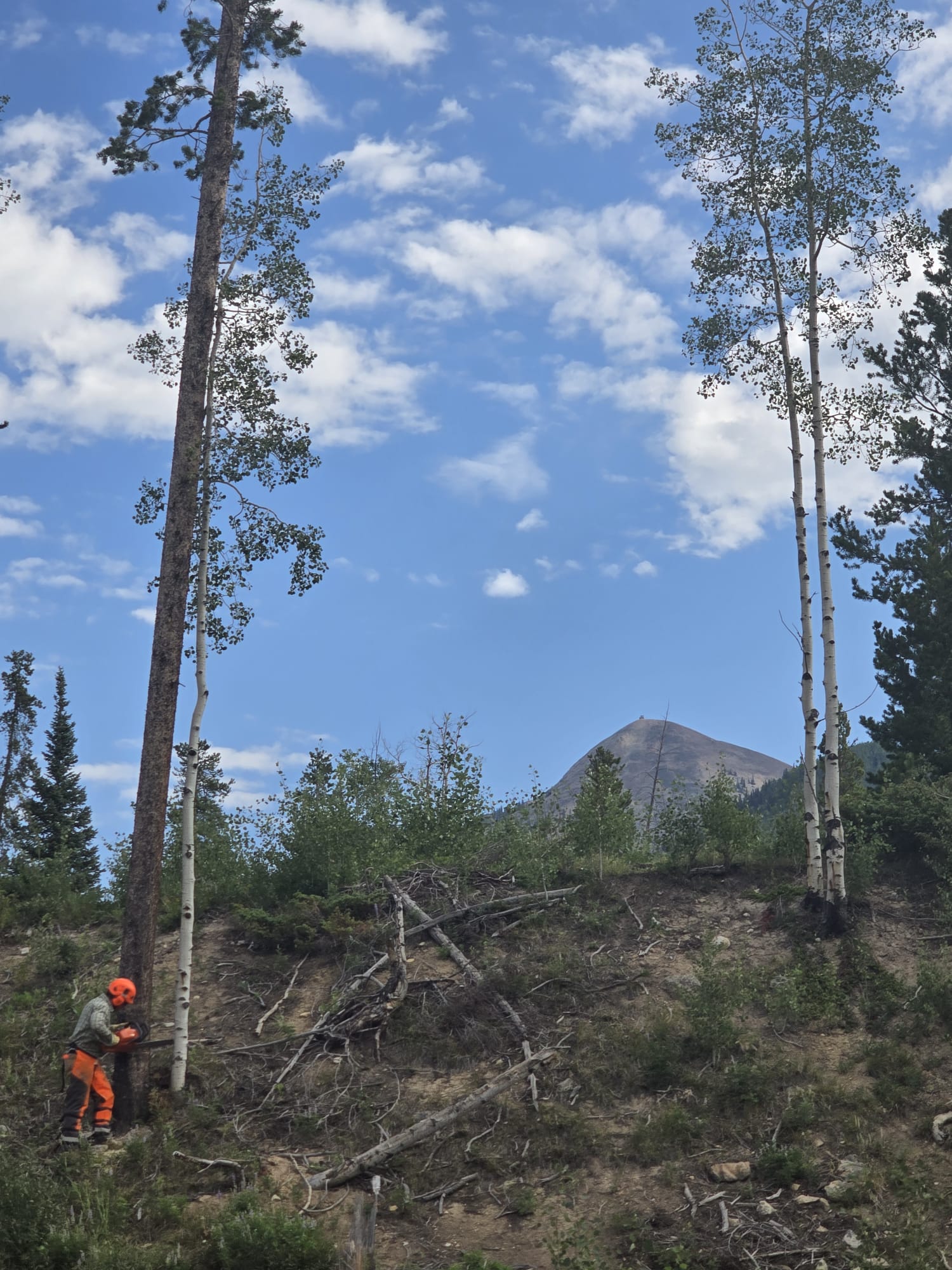 Defensible Property Systems crew member performing ladder fuel removal near Steamboat Springs, Colorado